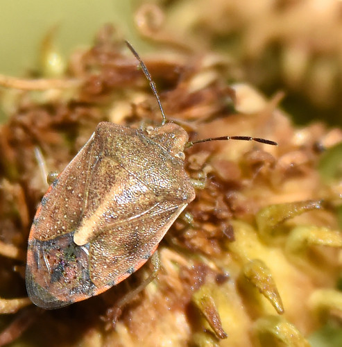 Red-shouldered Stinkbug - Boulder County CO -  October 2015 | by SteveMlodinow