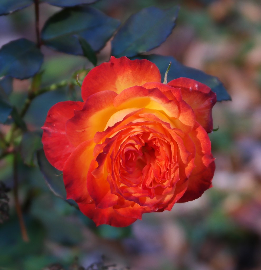 Charisma Rose | Garden 2014 | Flowers Galore | Flickr