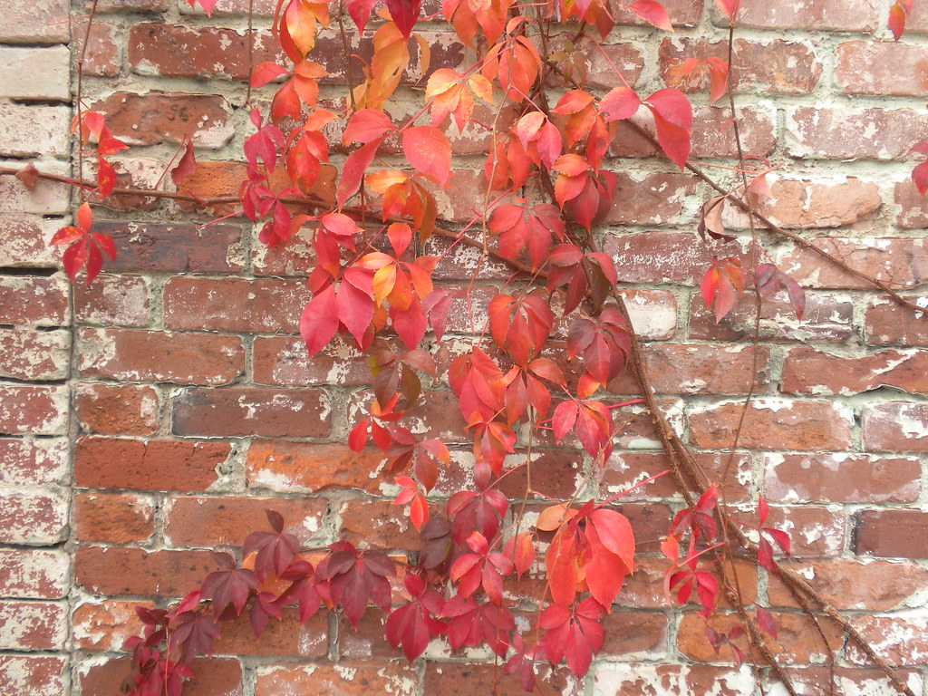 autumn wall