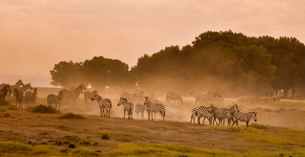 Savannah Scenes, Amboseli by Poulomee Basu