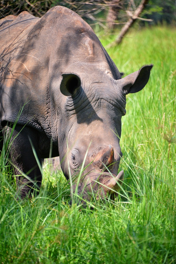 African Parks Rewilds 745 Rhinos in 4 Countries