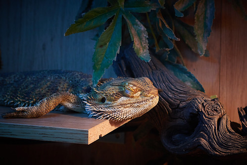 Sleeping dragon
