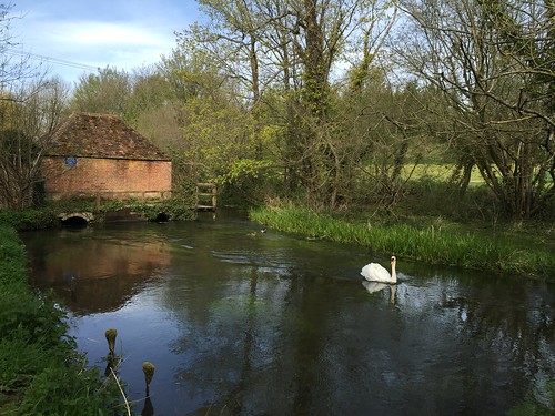 river hampshire swans winchester watercress alresford eelhouse