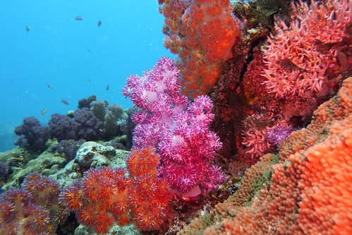 soft coral