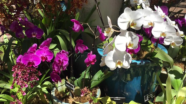San Diego Botanical Gardens: Orchids (video)