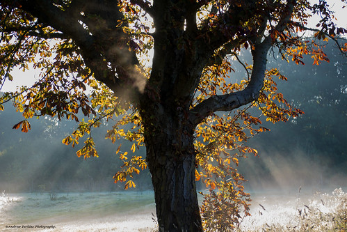 tree mist sunrise leaves sunray nature autumn
