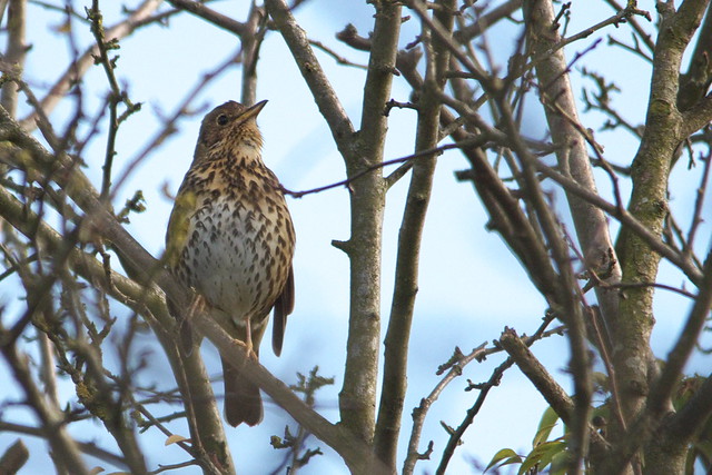 IMGP8492 Song Thrush, Fowlmere, March 2014