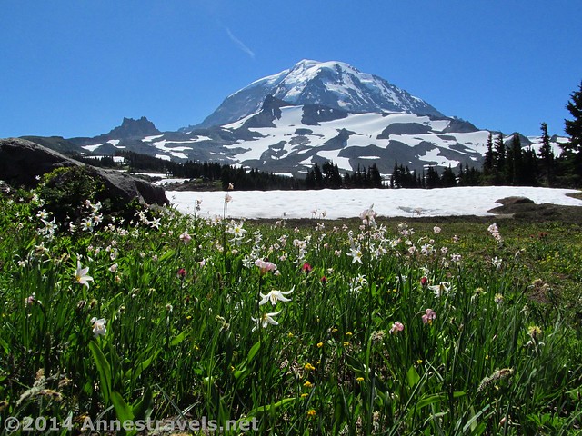 Avalanche Lilies and Mt. Rainier
