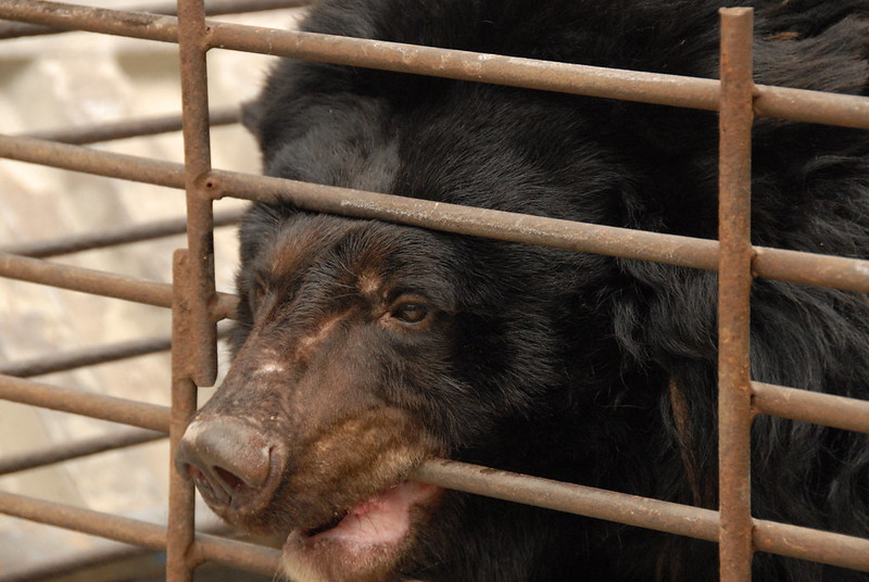 A moon bear desperately biting cage bars, China 2009