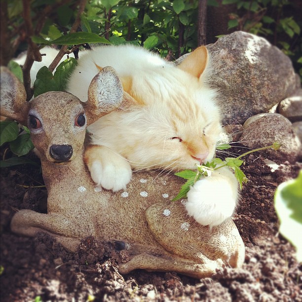 Katten och hans nya polare i trädgårdslandet ;)