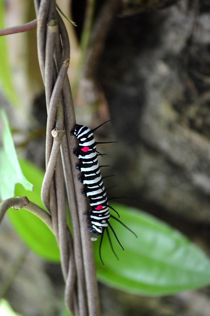 Rice Paper Butterfly Caterpillar (Idea leuconoe)