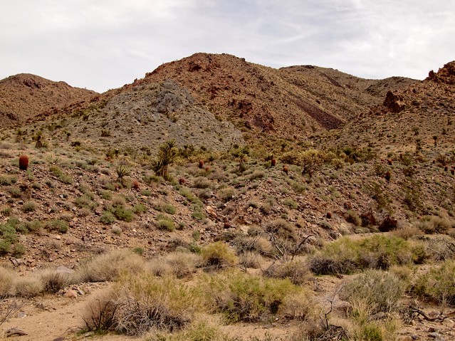 Mojave Trails National Monument, Piute Mountains Wilderness, Bench
