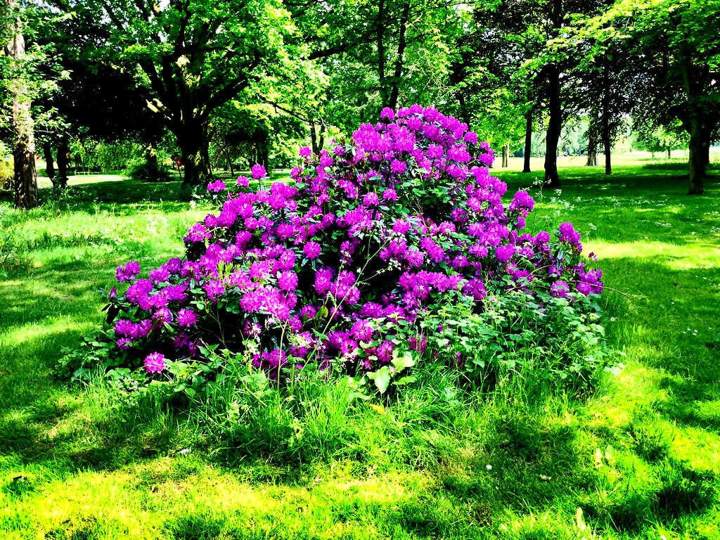Beautiful flower bush