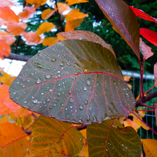 Autumn colours: cotinus leaf after rain