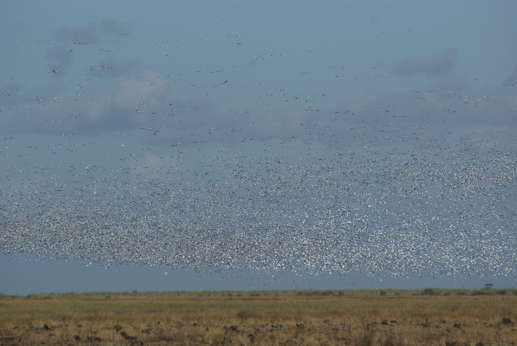 1000s of snow geese  Anahauc NWR