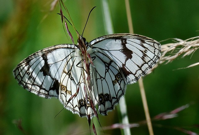 Butterfly called  “chemalep” in Tibetan, Tibet 2014