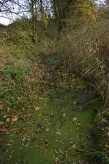 Le ruisseau Moeraske