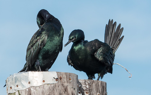 Proper cormorant etiquette
