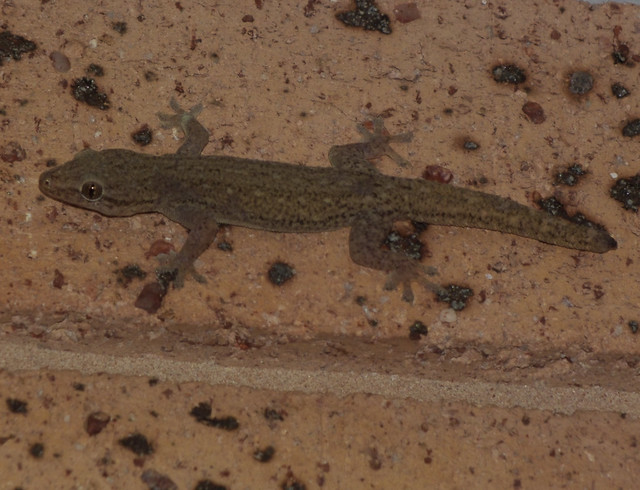 Gekkonidae Gecko DSCF5501