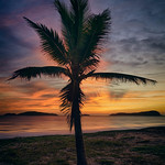 A Palm Tree in an Awesome Sunset