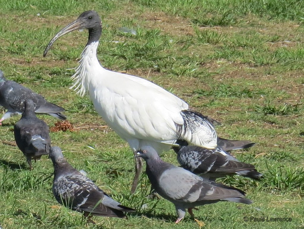 Australian White Ibis - IMG_4569-crpwm