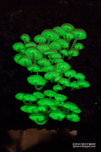 Bioluminescent fungi (Filoboletus manipularis) - DSC_1283