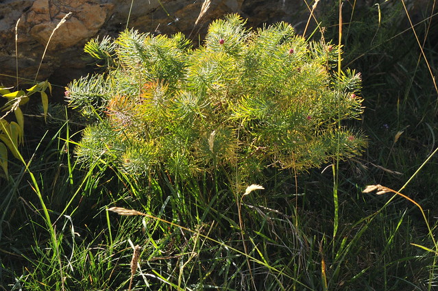 Spurgia capitigena. (agalla sobre Euphorbia cyparissias)