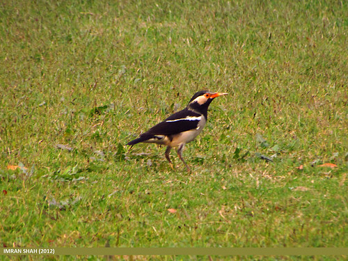 birds category location pakistan piedmynagracupicacontra punjab species sulemanki avifauna geotagged imranshah wildlife wings feathers birds00