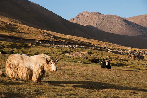 Yaks by Michal Pawelczyk, I saw yaks first time in my life. Really big animal ;)yak mountains nikon holidays asia flickr augus