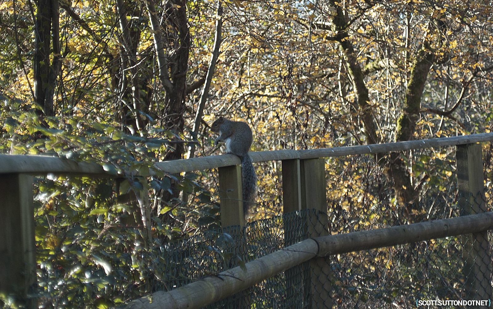 A squirel on the Caerleon cycle path