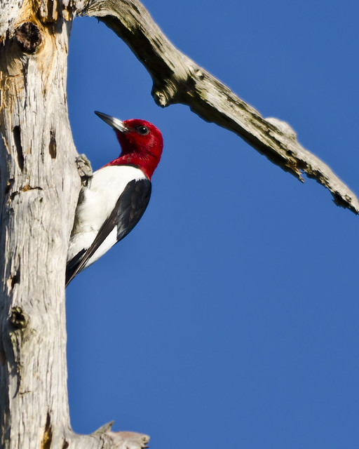 #360 Red-headed Woodpecker