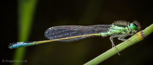 insect spain wildlife murcia damselfly odonata bluetaileddamselfly ischnuraelegans