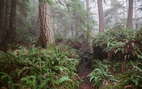 forest trees fog foggy ferns pacificnorthwest tigermountain nature canoneos5dmarkiii sigma35mmf14dghsmart outdoors washington