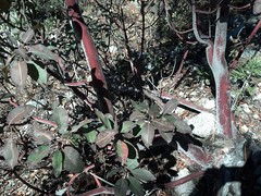 Arbutus glandulosa (?)