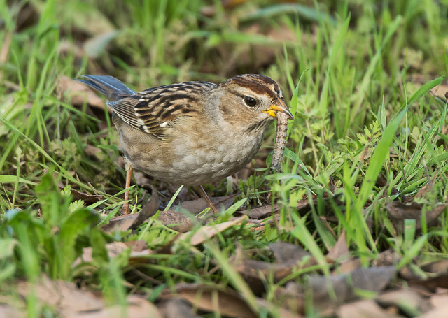 Golden-crowned Sparrow with its prey