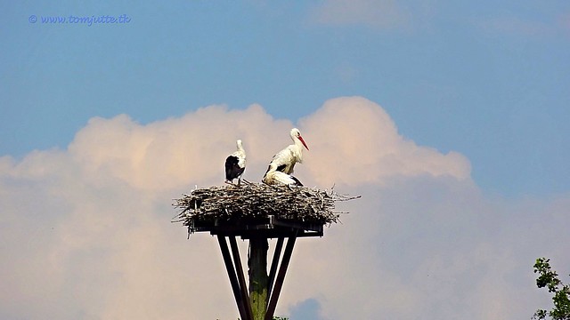 Close-up Storks Nest, Odijk, Netherlands - 2544