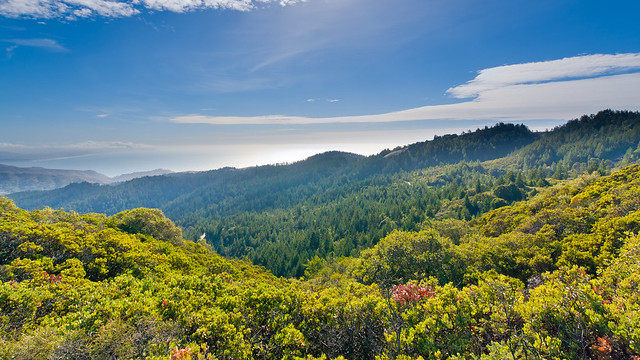 View from Spring Rock Trail on Mt. Tamalpais