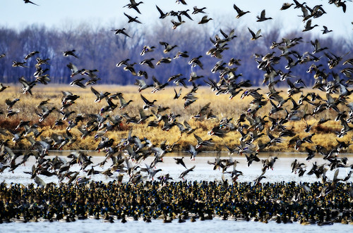 Orton-effect mallards | by jc-pics