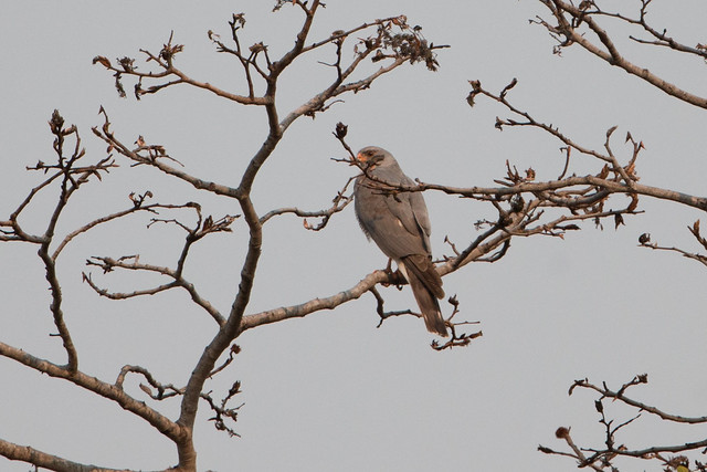 Ovampo Sparrowhawk (Accipiter ovampensis), Dzanlayama Forest Reserve, MW, 2014-09-19--101