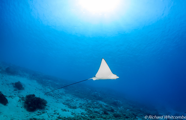 Spotted Eagle Ray and sunbeams