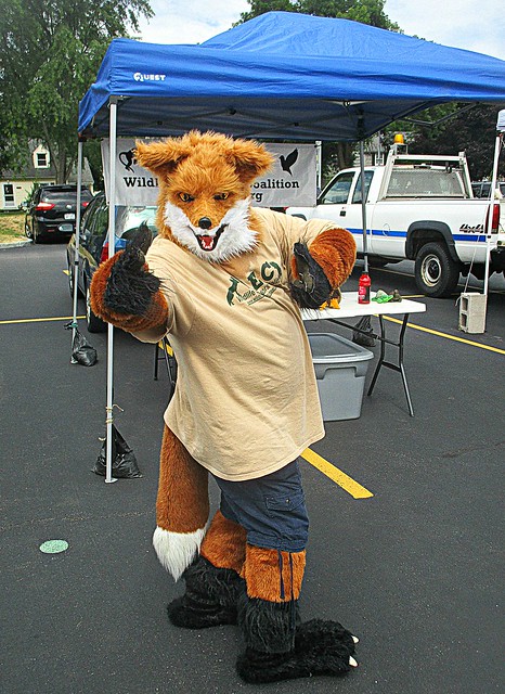 Fox in the market