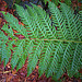 Flickr photo 'N20141120-0012—Woodwardia fimbriata—RPBG' by: John Rusk.
