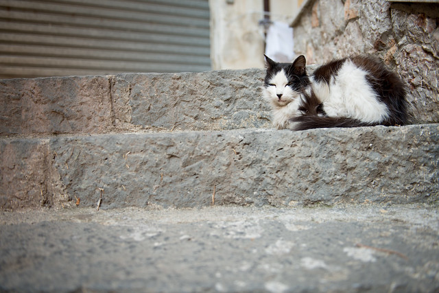 Cat on stairs Castelmola // Trip Sicily