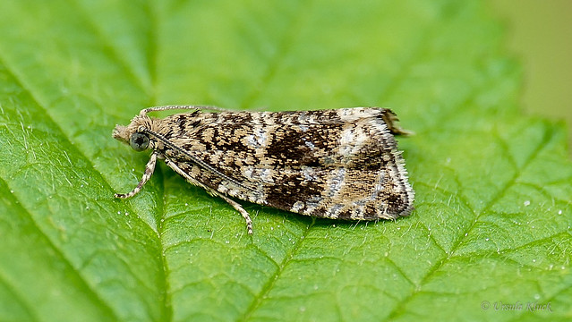 Nachtfalter - Celypha lacunana ist ein Schmetterling aus der Familie der Wickler (Tortricidae).