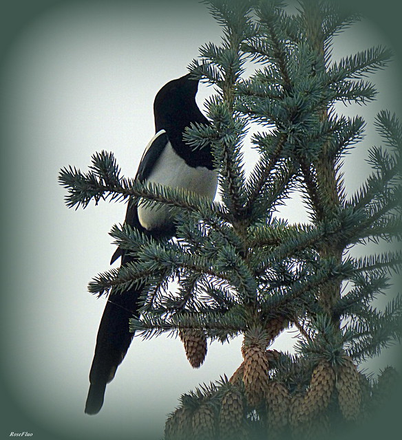 Magpies are back !!