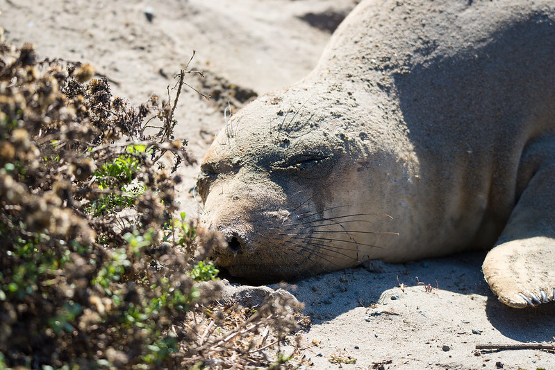 elephant Seal taking a nap