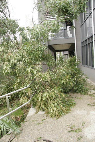 Storm damage at UQ.