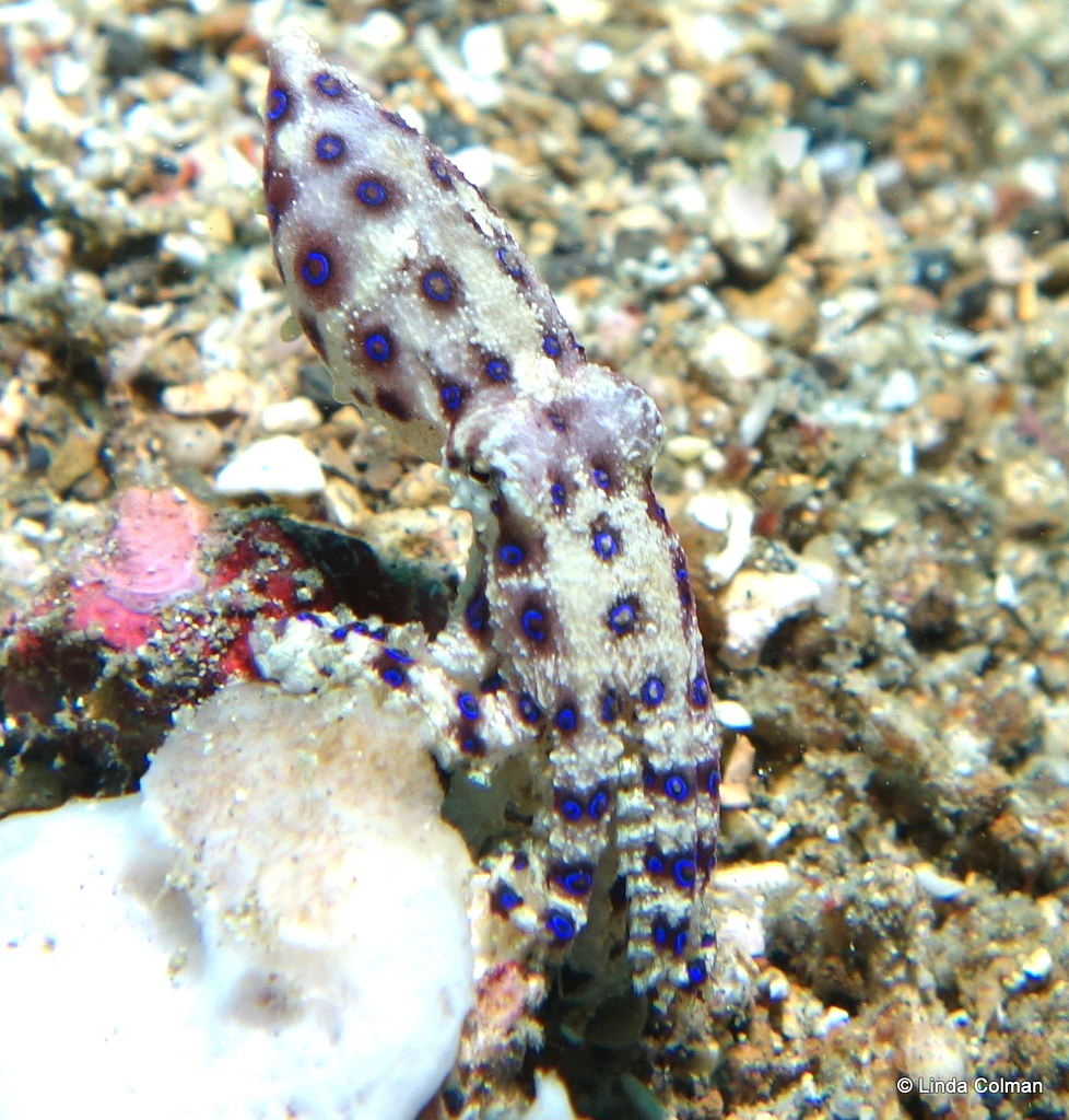 Mini Blue Ringed Octopus Tiny Weeny little blue ringed octopus. Note the grains of … | Flickr