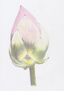 Lotus Flower Bud | Decided to freehand draw and colour my fi… | Flickr