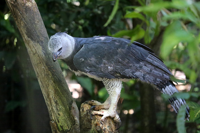 Harpy Eagles Are Giant Birds Of Prey That Look Strangely